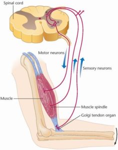 muscle spindle and golgi tendon organ produce sensation you can feel.